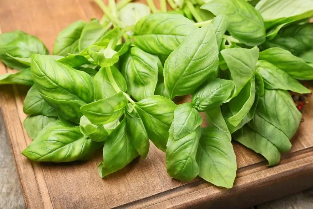 Herb Ocimum Basilicum Sweet Italian Basil - View 3 from www redcrocus com