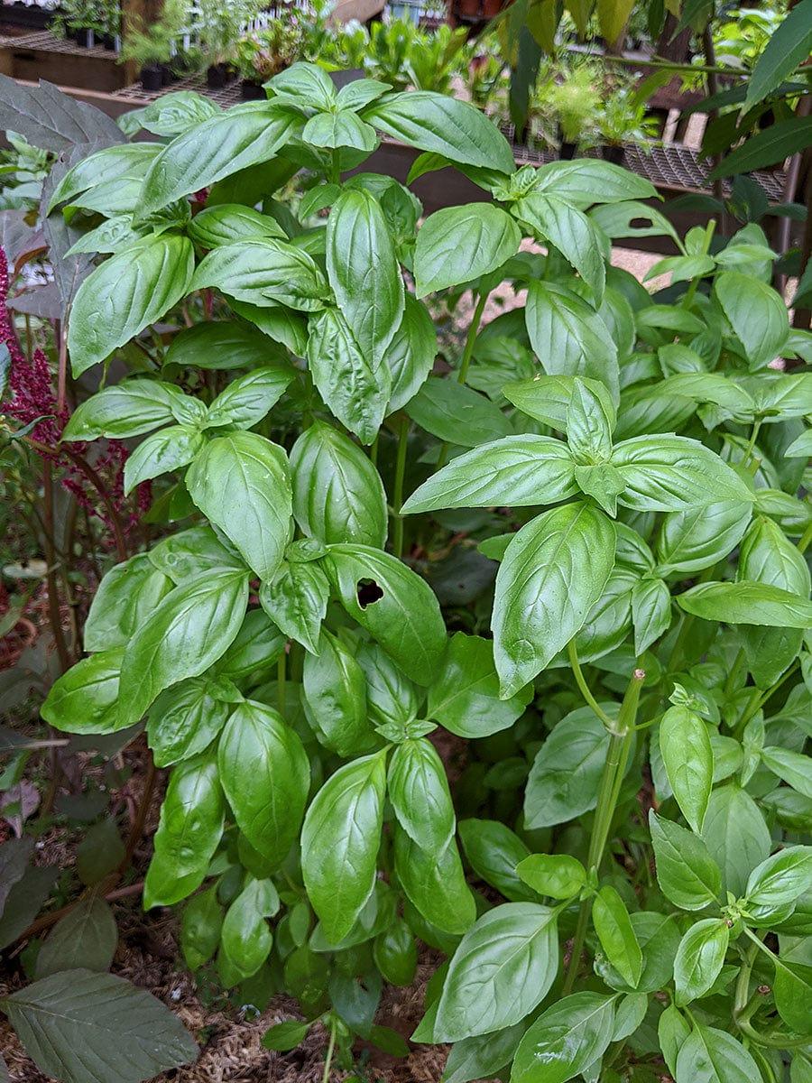 Herb Ocimum Basilicum Sweet Italian Basil - View 4 from www redcrocus com