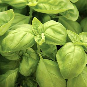 Herb Ocimum Basilicum Sweet Italian Basil - View 7 from www redcrocus com