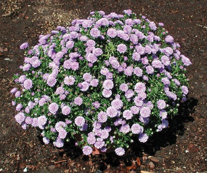 Aster Novi Belgii Henry I Blue - View 10 from www redcrocus com