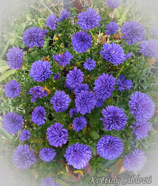 Aster Novi Belgii Henry I Blue - View 13 from www redcrocus com