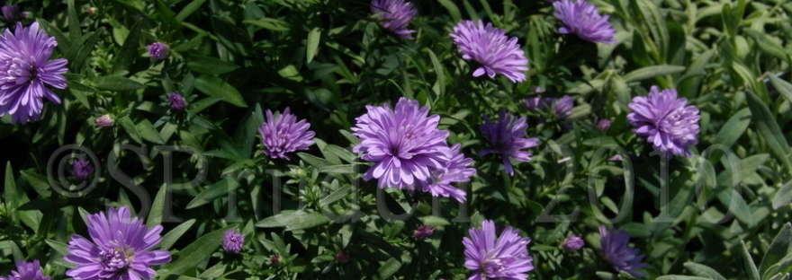Aster Novi Belgii Henry I Blue - View 15 from www redcrocus com