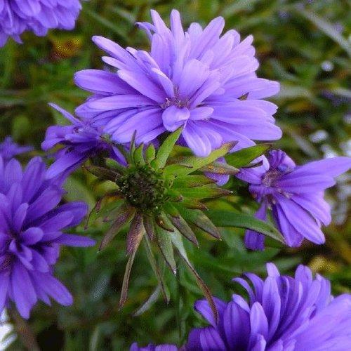 Aster Novi Belgii Henry I Blue - View 16 from www redcrocus com