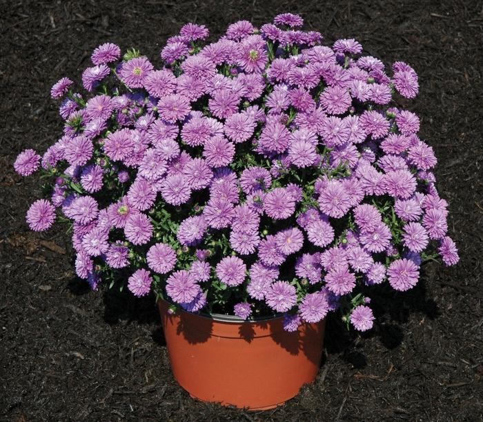 Aster Novi Belgii Henry I Blue - View 1 from www redcrocus com