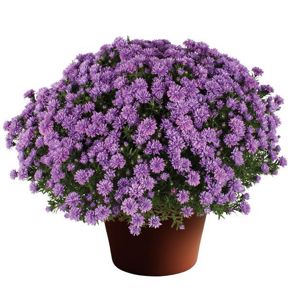 Aster Novi Belgii Henry I Blue - View 2 from www redcrocus com