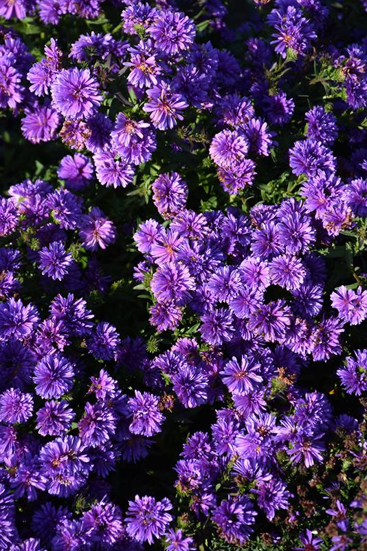 Aster Novi Belgii Henry I Blue - View 4 from www redcrocus com