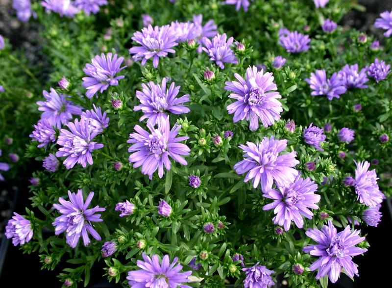Aster Novi Belgii Henry I Blue - View 5 from www redcrocus com