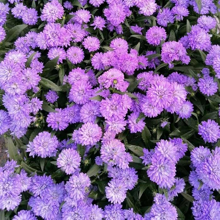 Aster Novi Belgii Henry I Blue - View 6 from www redcrocus com