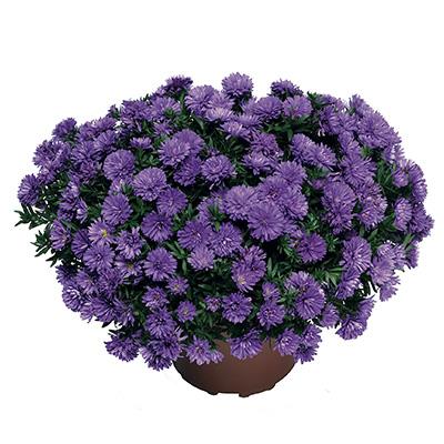 Aster Novi Belgii Henry I Blue - View 7 from www redcrocus com