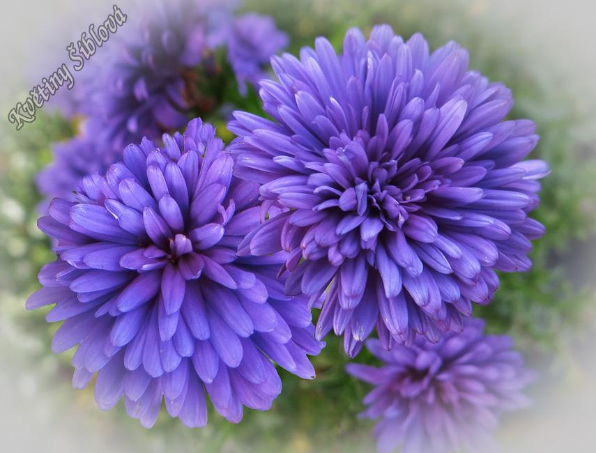 Aster Novi Belgii Henry I Blue - View 9 from www redcrocus com