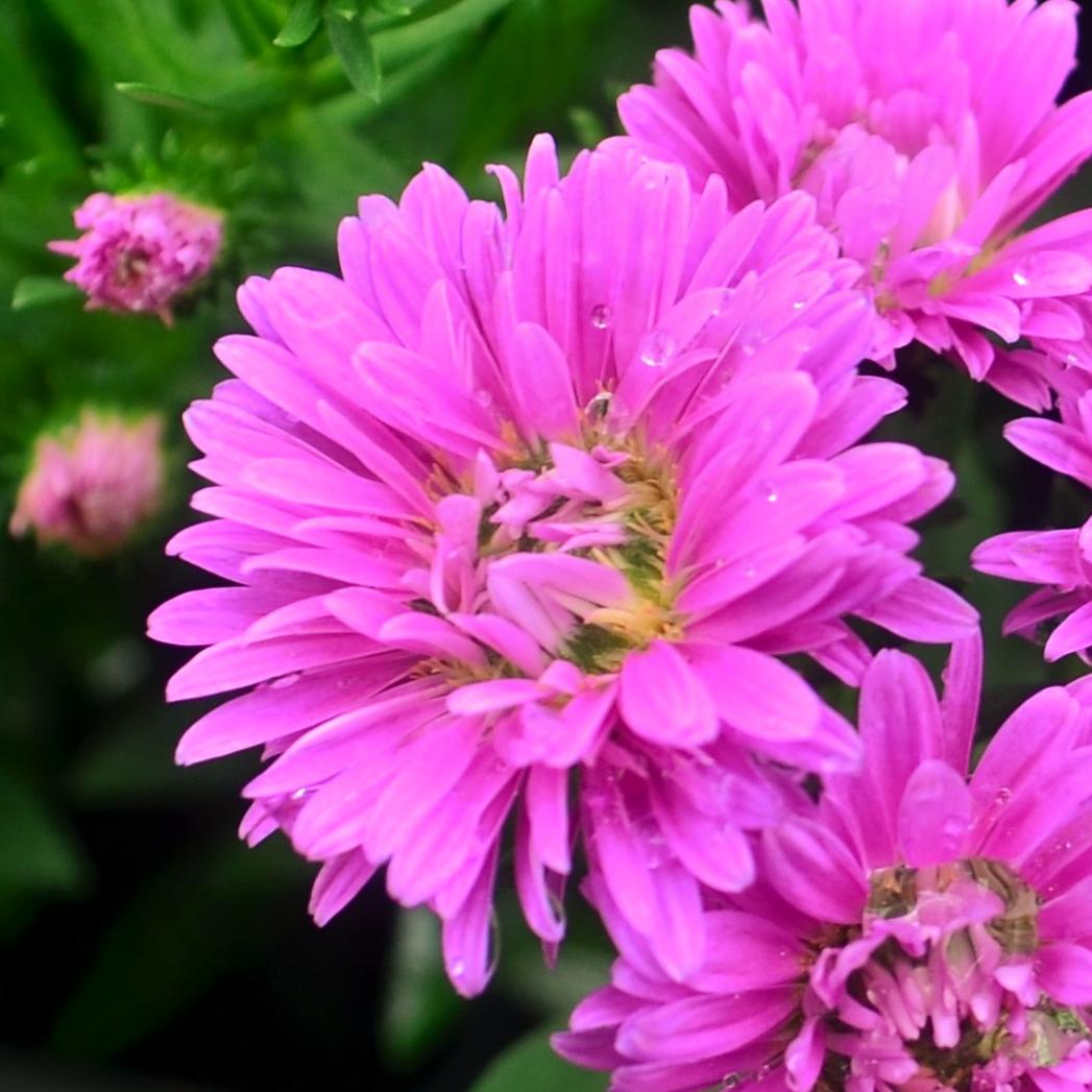 Aster Novi Belgii Henry I Pink - View 10 from www redcrocus com