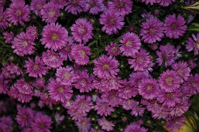 Aster Novi Belgii Henry I Pink - View 13 from www redcrocus com