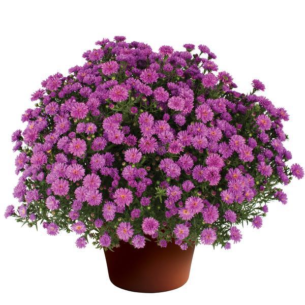 Aster Novi Belgii Henry I Pink - View 1 from www redcrocus com