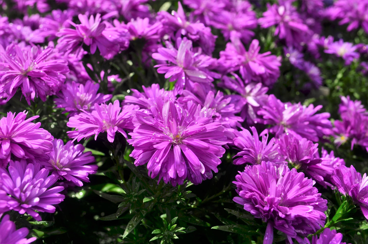 Aster Novi Belgii Henry I Pink - View 2 from www redcrocus com