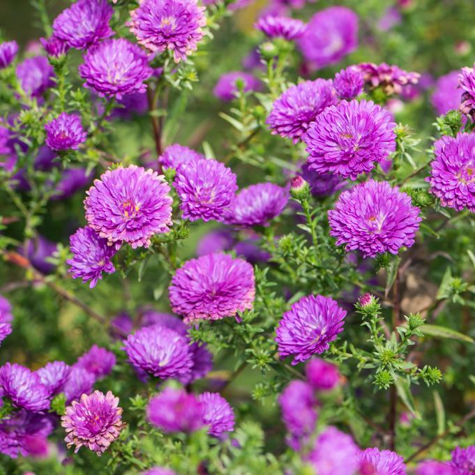 Aster Novi Belgii Henry I Pink - View 4 from www redcrocus com