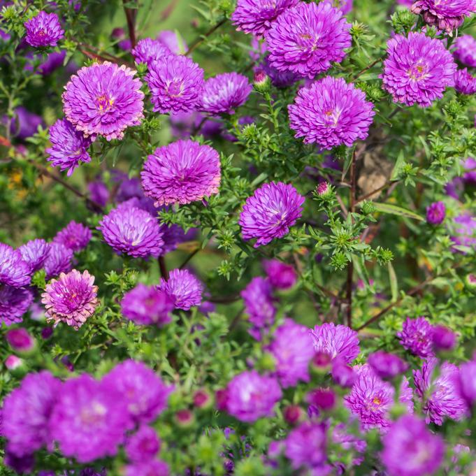 Aster Novi Belgii Henry I Pink - View 5 from www redcrocus com