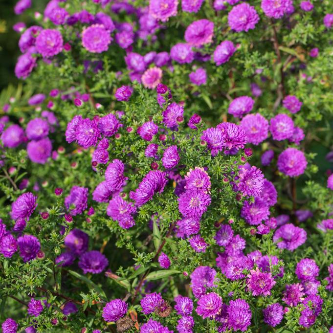 Aster Novi Belgii Henry I Pink - View 6 from www redcrocus com