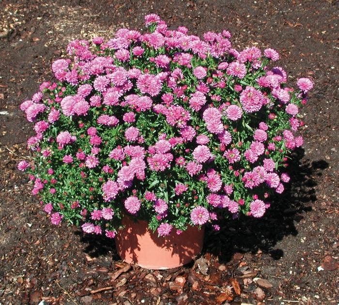Aster Novi Belgii Henry I Pink - View 7 from www redcrocus com