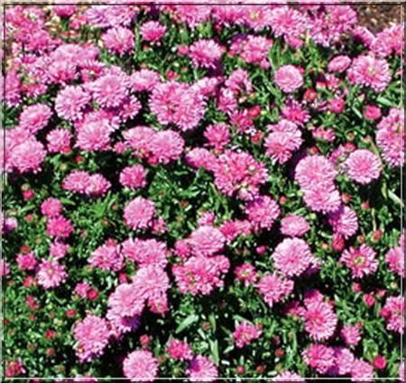 Aster Novi Belgii Henry I Pink - View 8 from www redcrocus com