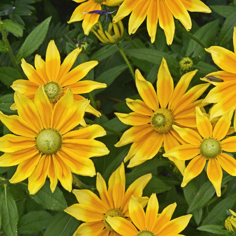 Rudbeckia Hirta Prairie Sun - View 11 from www redcrocus com