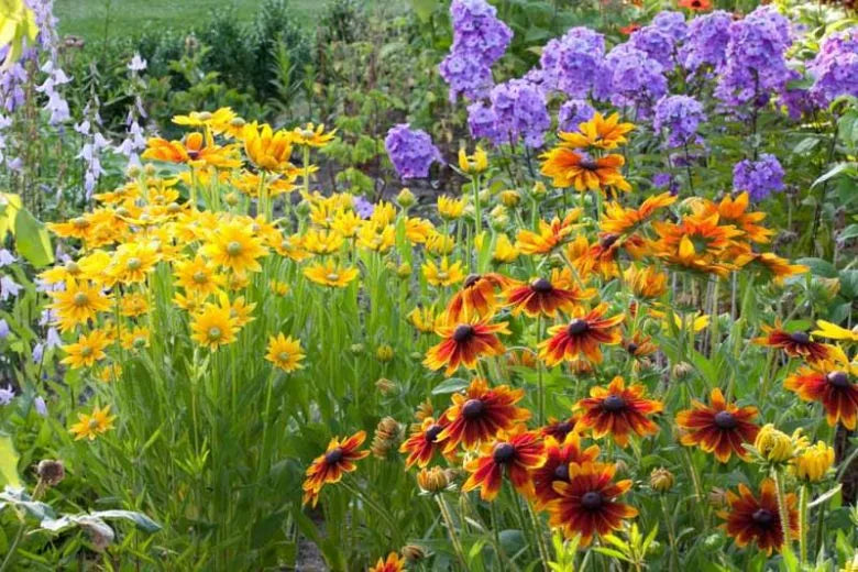 Rudbeckia Hirta Prairie Sun - View 2 from www redcrocus com