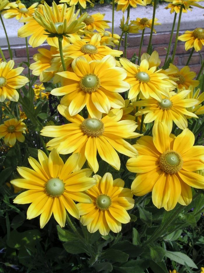 Rudbeckia Hirta Prairie Sun - View 5 from www redcrocus com