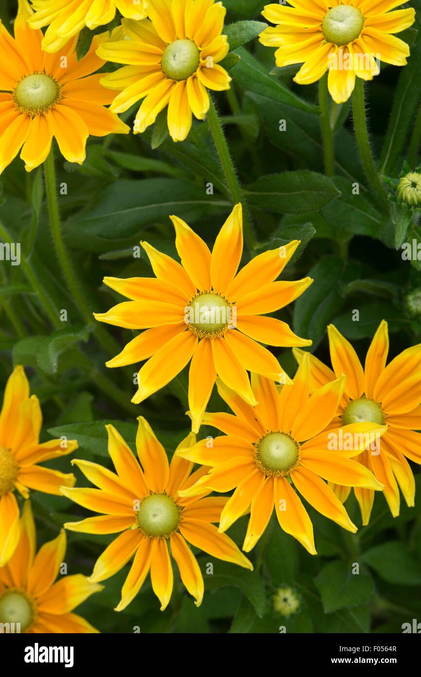 Rudbeckia Hirta Prairie Sun - View 8 from www redcrocus com