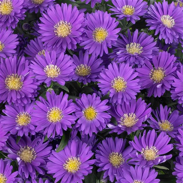 Aster Novi Belgii Magic Purple - View 10 from www redcrocus com