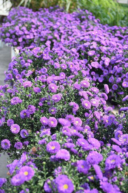 Aster Novi Belgii Magic Purple - View 12 from www redcrocus com
