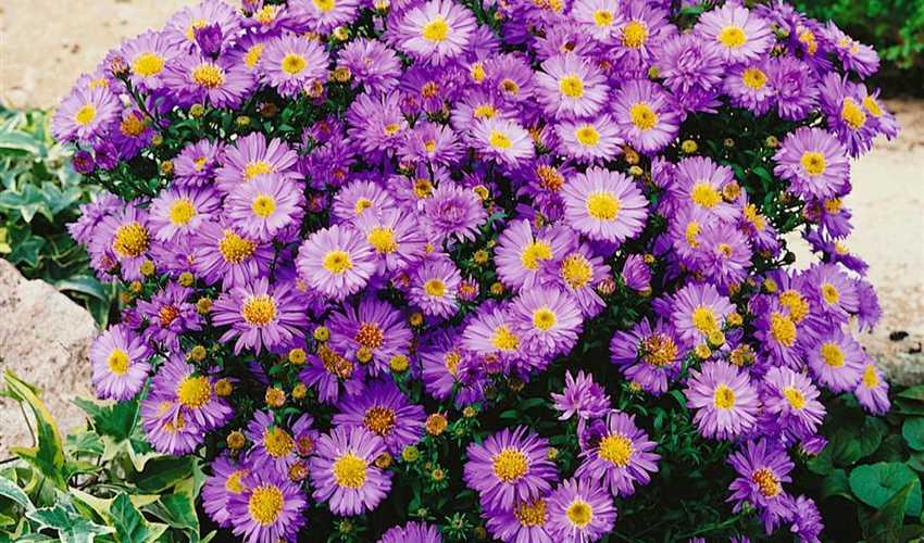 Aster Novi Belgii Magic Purple - View 13 from www redcrocus com