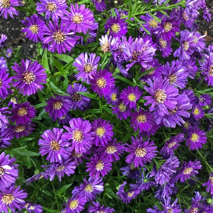 Aster Novi Belgii Magic Purple - View 14 from www redcrocus com