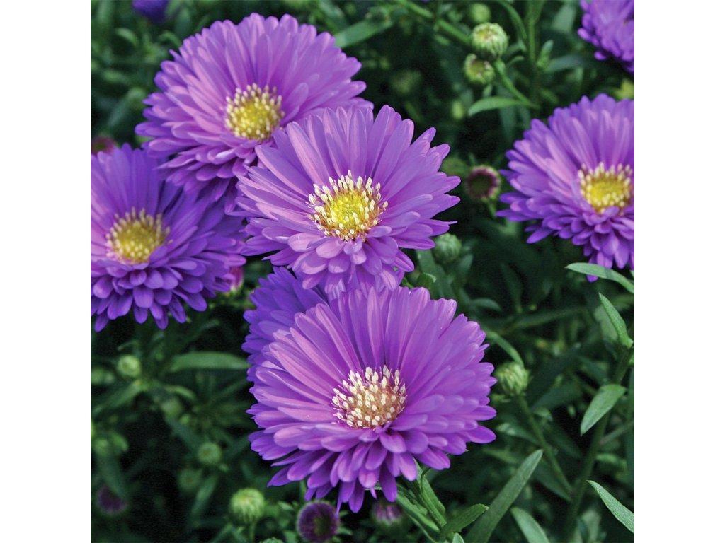 Aster Novi Belgii Magic Purple - View 15 from www redcrocus com