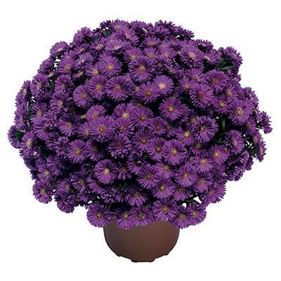 Aster Novi Belgii Magic Purple - View 16 from www redcrocus com