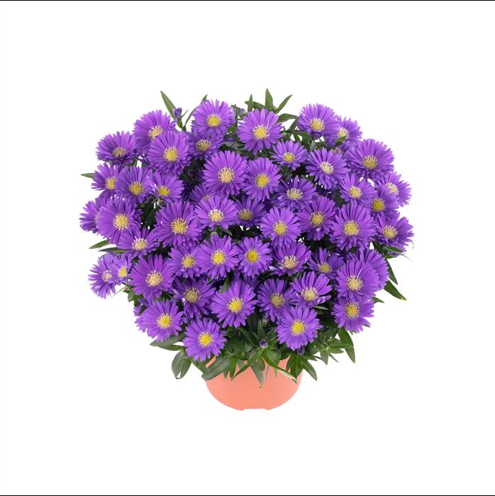 Aster Novi Belgii Magic Purple - View 17 from www redcrocus com