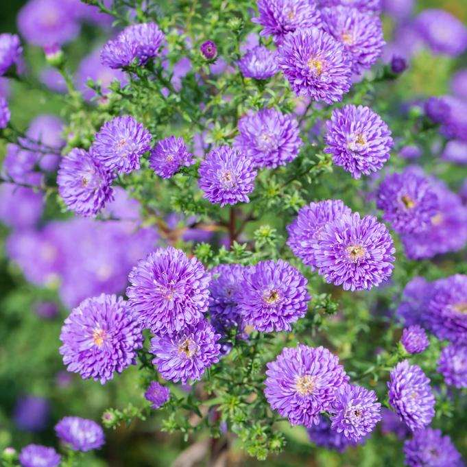 Aster Novi Belgii Magic Purple - View 18 from www redcrocus com
