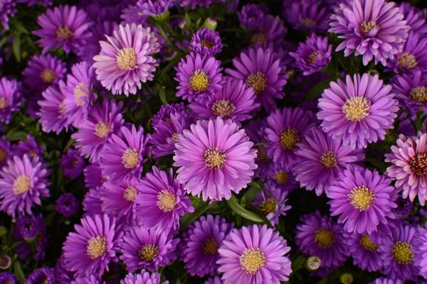 Aster Novi Belgii Magic Purple - View 2 from www redcrocus com