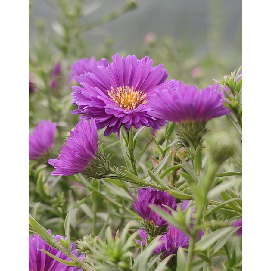 Aster Novi Belgii Magic Purple - View 3 from www redcrocus com