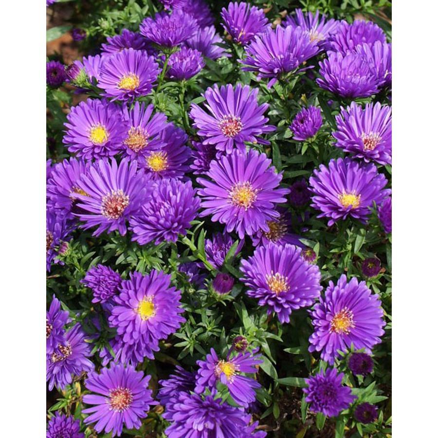 Aster Novi Belgii Magic Purple - View 4 from www redcrocus com