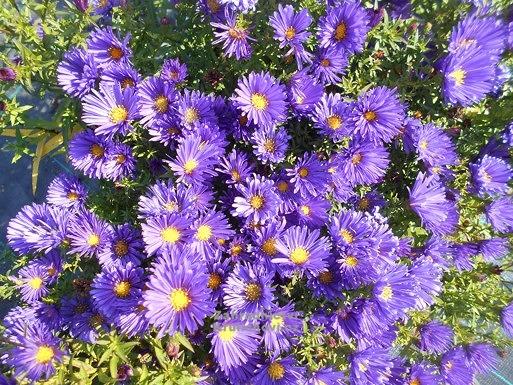 Aster Novi Belgii Magic Purple - View 5 from www redcrocus com