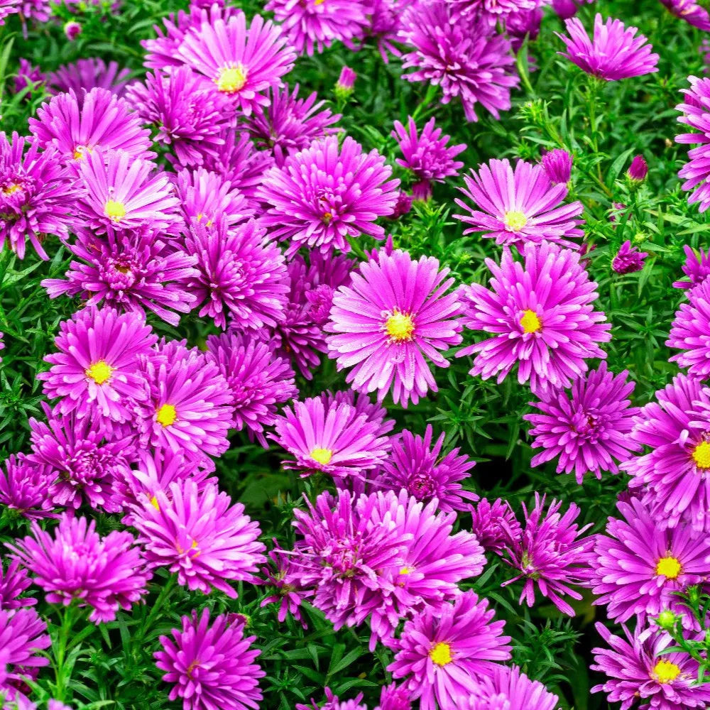 Aster Novi Belgii Magic Purple - View 7 from www redcrocus com