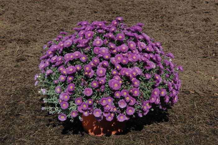 Aster Novi Belgii Magic Purple - View 8 from www redcrocus com