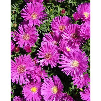 Aster Novi Belgii Magic Pink - View 12 from www redcrocus com