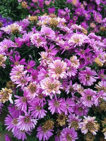 Aster Novi Belgii Magic Pink - View 13 from www redcrocus com