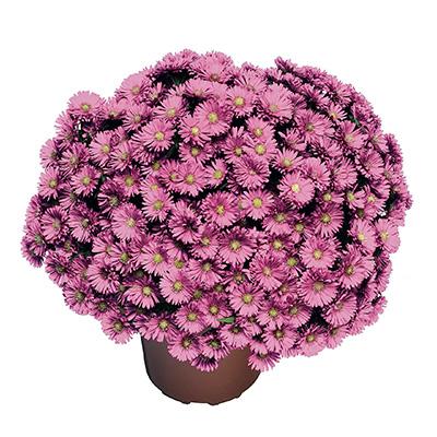 Aster Novi Belgii Magic Pink - View 14 from www redcrocus com