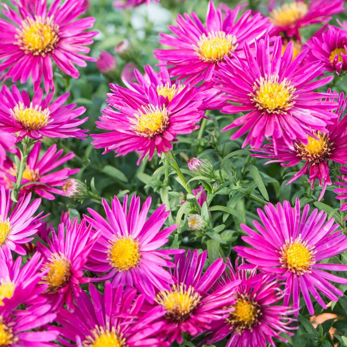 Aster Novi Belgii Magic Pink - View 15 from www redcrocus com