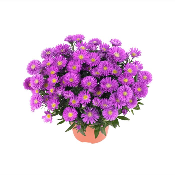 Aster Novi Belgii Magic Pink - View 16 from www redcrocus com