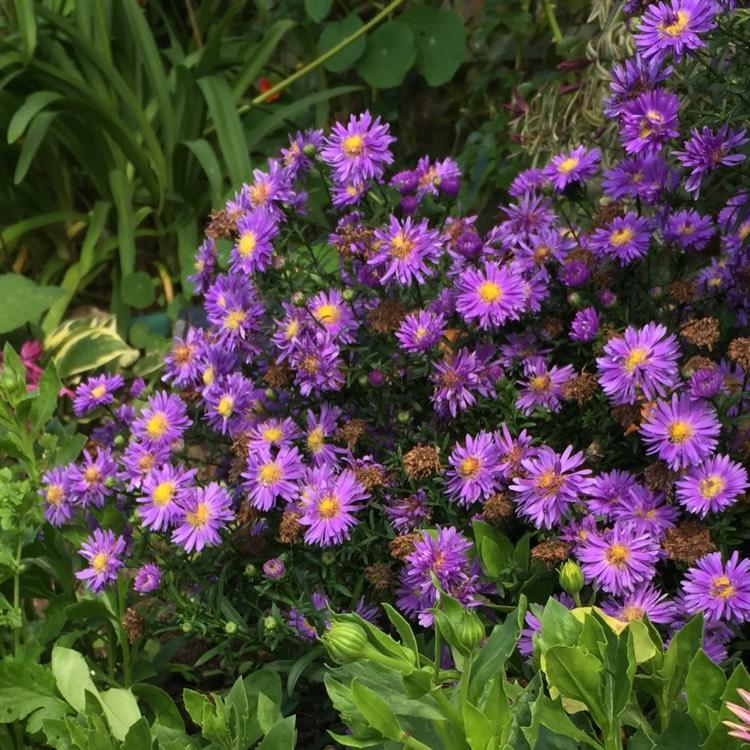 Aster Novi Belgii Magic Pink - View 17 from www redcrocus com