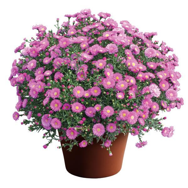 Aster Novi Belgii Magic Pink - View 2 from www redcrocus com
