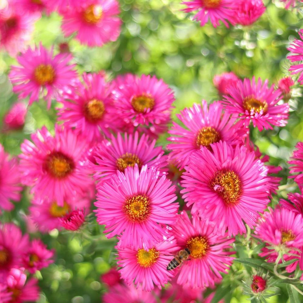 Aster Novi Belgii Magic Pink - View 3 from www redcrocus com