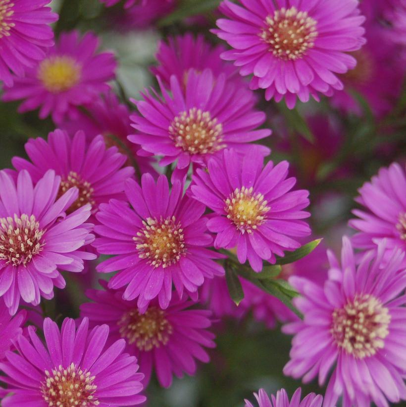 Aster Novi Belgii Magic Pink - View 4 from www redcrocus com